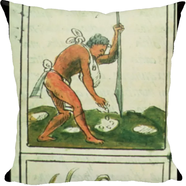 Ms Palat. 218-220 Book IX An Aztec man planting maize, from the Florentine Codex