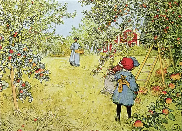 The Apple Harvest