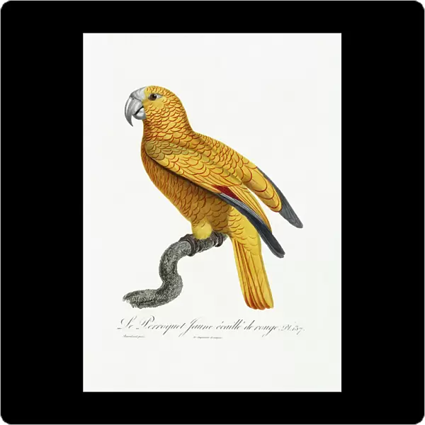 Yellow and Red Parrot, c. 1801-05 (hand-coloured engraving)