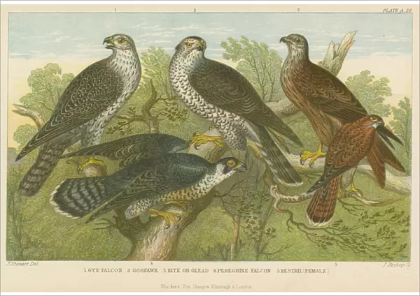 Hawks and falcons (coloured engraving)