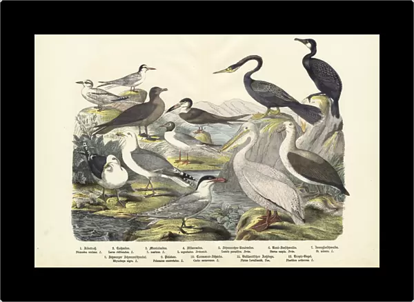 Birds, c. 1860 (colour litho)
