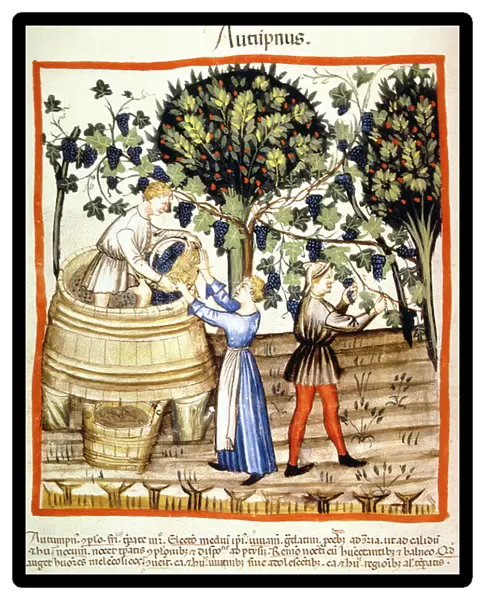 Fol. 54v Autumn: The Grape Harvest, illustration from Tacuinum Santiatis Codex Vindobonensis (vellum)