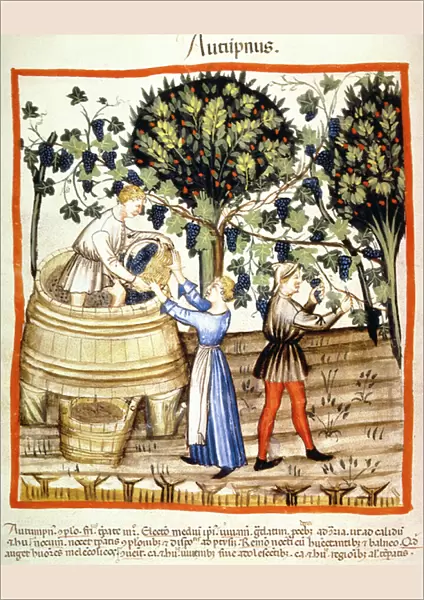 Fol. 54v Autumn: The Grape Harvest, illustration from Tacuinum Santiatis Codex Vindobonensis (vellum)