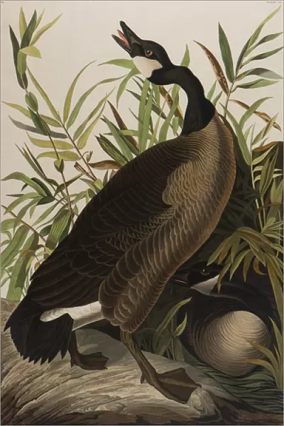 Canada Goose, 1827-1838 (w  /  c on paper)
