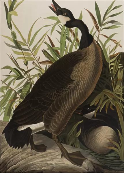 Canada Goose, 1827-1838 (w  /  c on paper)