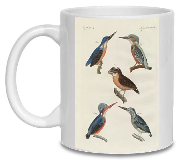 Beautiful birds (coloured engraving)