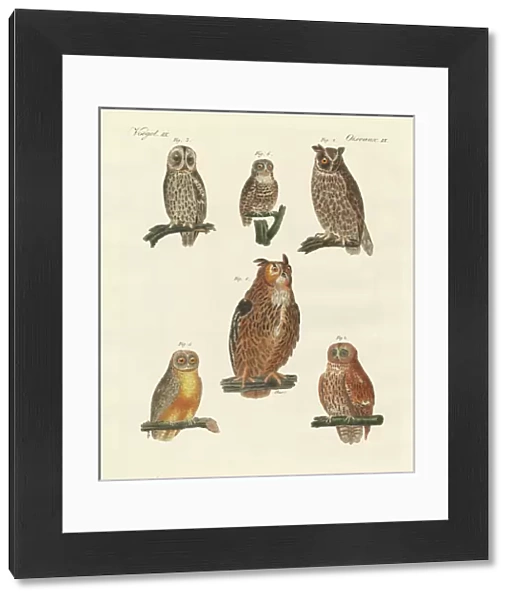 Various kinds of owls (coloured engraving)