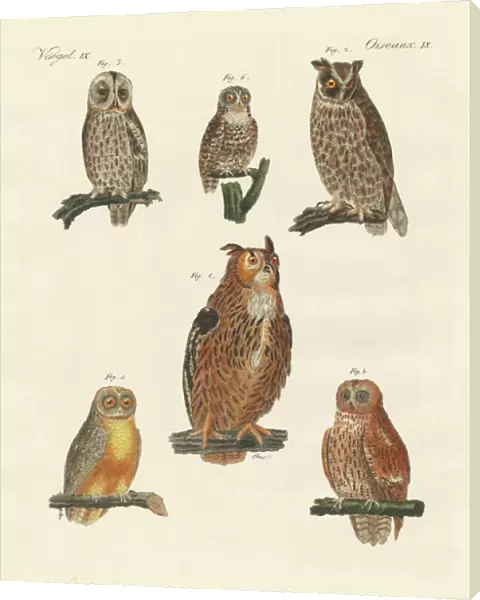 Various kinds of owls (coloured engraving)