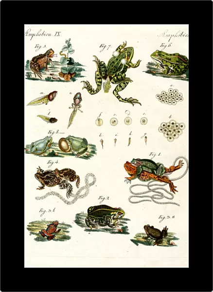 Indigenous frogs and toads (coloured engraving)