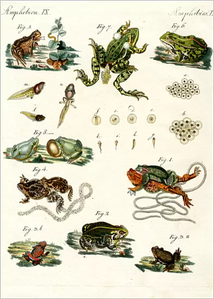 Indigenous frogs and toads (coloured engraving)