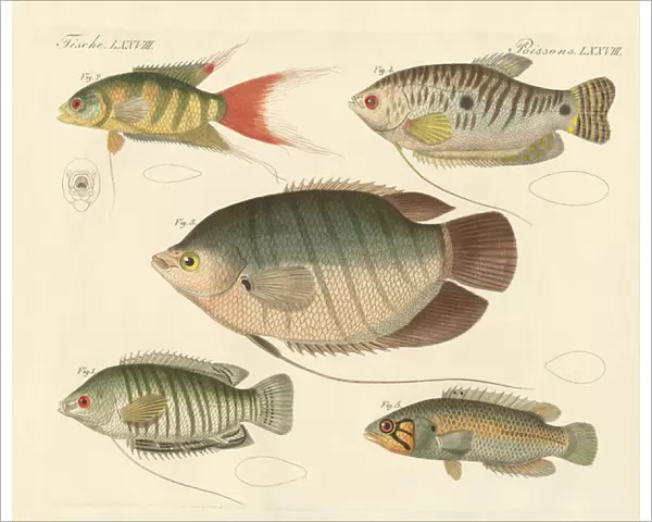 Beautiful new fish (coloured engraving)