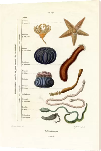 Echinoderms, 1833-39 (coloured engraving)