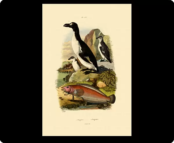 Penguin, 1833-39 (coloured engraving)