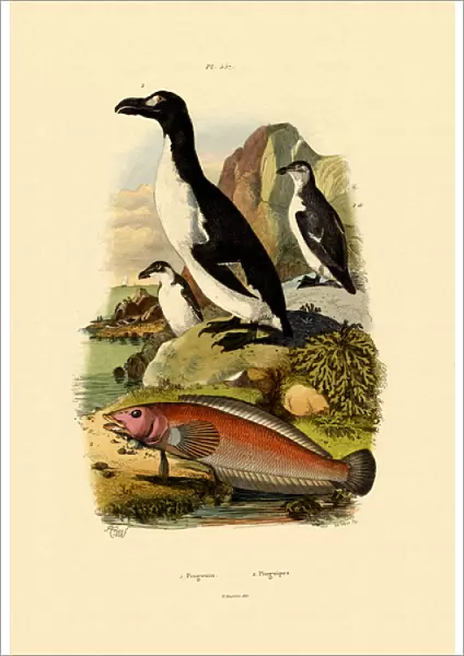Penguin, 1833-39 (coloured engraving)