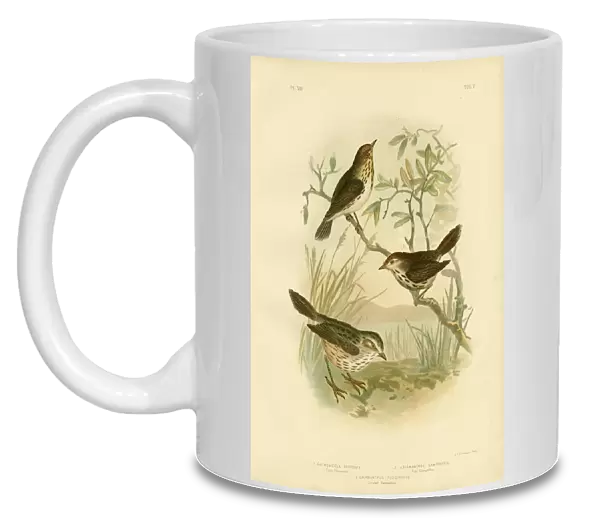 Speckled Warbler, 1891 (colour litho)