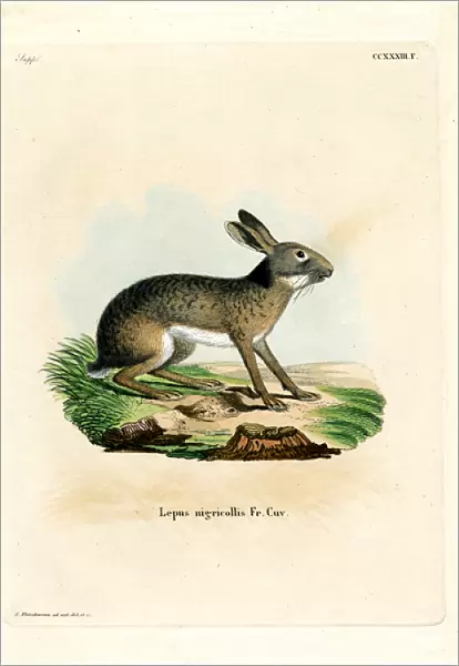 Black-naped Hare (coloured engraving)