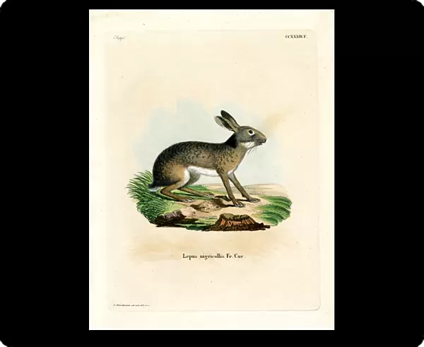 Black-naped Hare (coloured engraving)