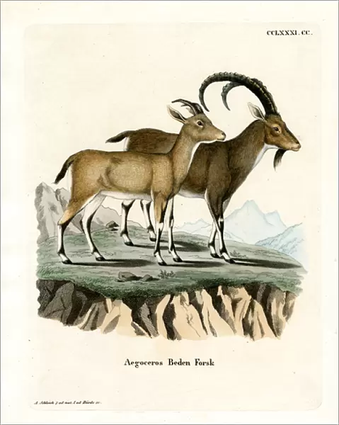 Nubian Ibex (coloured engraving)
