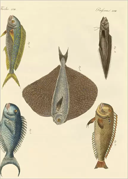Beautiful fish (coloured engraving)