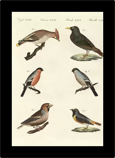 German singing birds (coloured engraving)