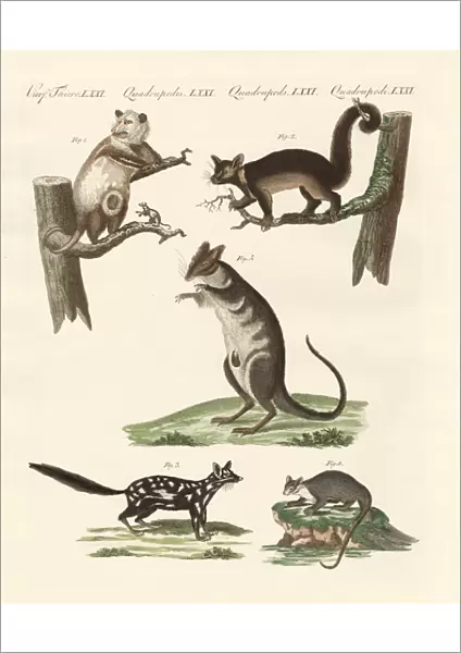 Marsupials (coloured engraving)