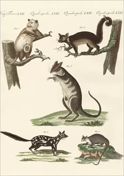 Marsupials (coloured engraving)
