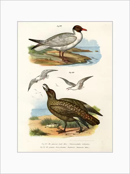 Common Black-headed Gull, 1864 (colour litho)