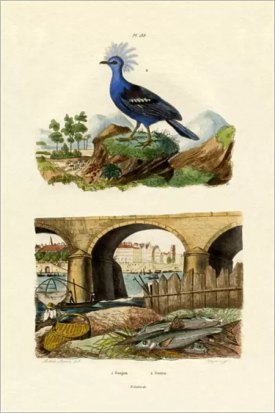 Gudgeon, 1833-39 (coloured engraving)