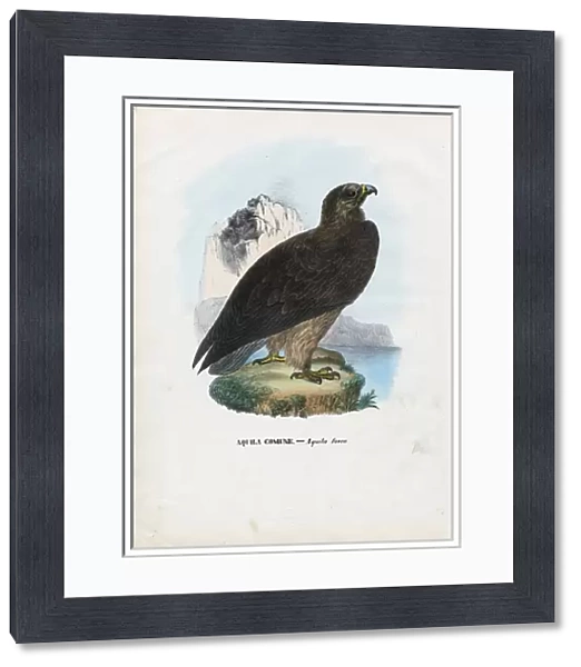 Tawny Eagle, 1863-79 (colour litho)