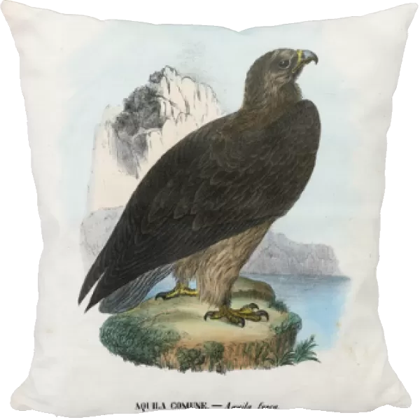Tawny Eagle, 1863-79 (colour litho)