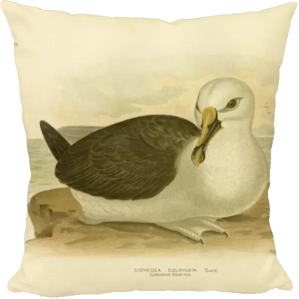 Culminated Albatross, 1891 (colour litho)
