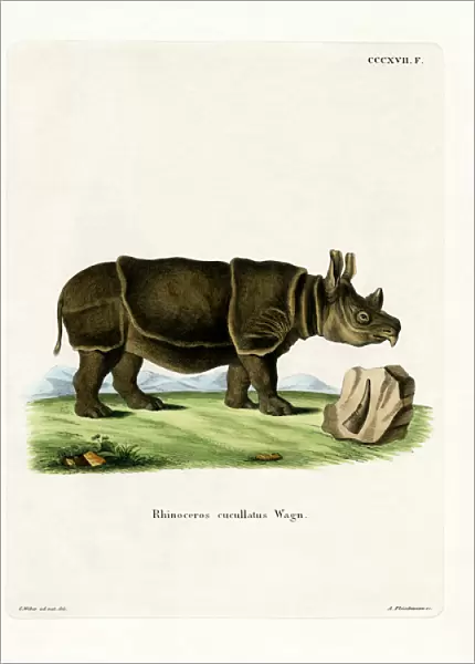 Black Rhinoceros (coloured engraving)