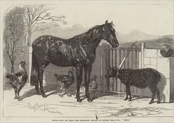 Russian Pony and Sheep from Bomarsund, brought by Captain Hall, HMS 'Hecla'(engraving)