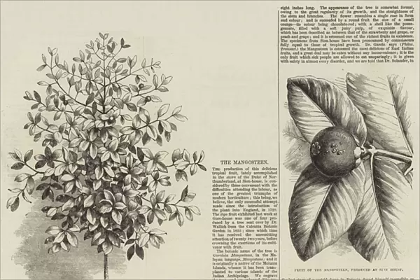 The Mangosteen (engraving)