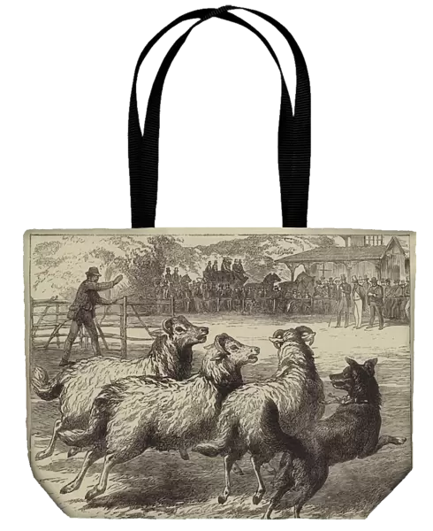 Trial of Sheep-Dogs at the Alexandra Palace (engraving)