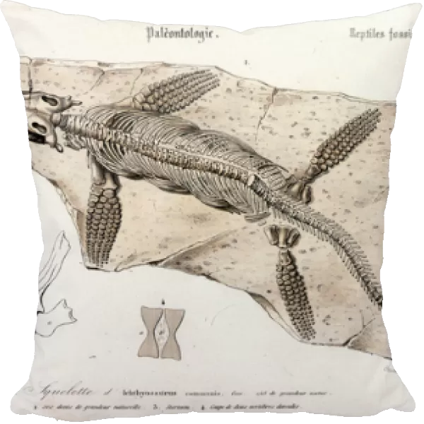 The Ichthyosaur from the Universal Dictionary of Natural History, 1860