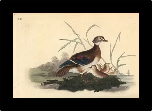 American wood duck (female and young). Handcoloured copperplate drawn and engraved by Edward Donovan from his own 'Natural History of British Birds, 'London, 1794-1819