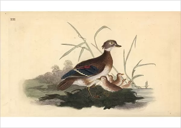 American wood duck (female and young). Handcoloured copperplate drawn and engraved by Edward Donovan from his own 'Natural History of British Birds, 'London, 1794-1819