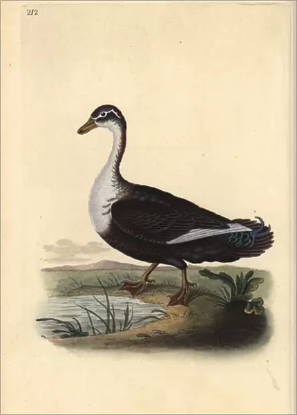 Muscovy duck (variant), Cairina moschata. Handcoloured copperplate drawn and engraved by Edward Donovan from his own 'Natural History of British Birds, 'London, 1794-1819