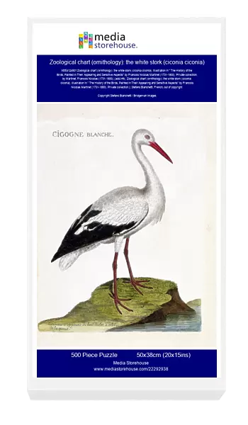 Zoological chart (ornithology): the white stork (ciconia ciconia)