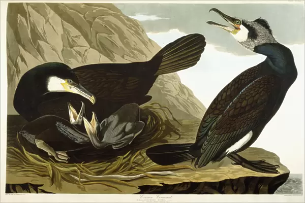 Common Cormorant, 1835 (hand-coloured etching with aquatint engraving)