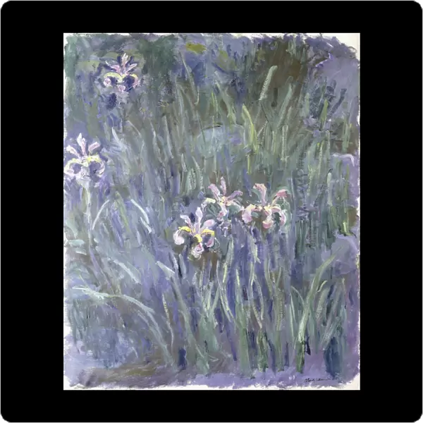 Iris, c. 1914-1917 (oil on canvas)