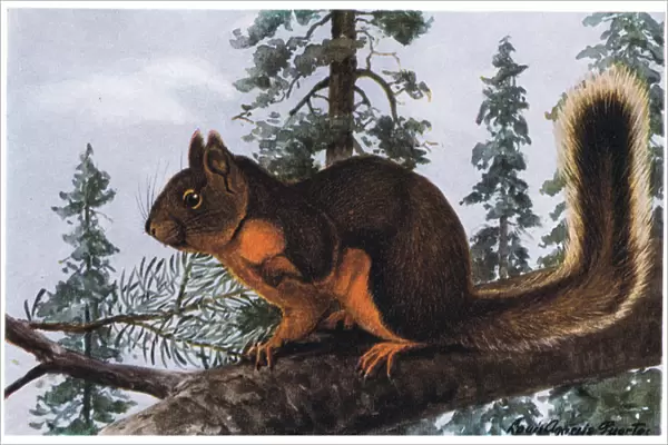 Douglas Squirrel lives amid towering evergreens
