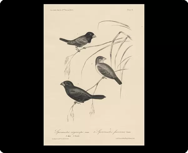 Spermestes Nigriceps (male and female) and Spermestes Fuscans, litho by J. T