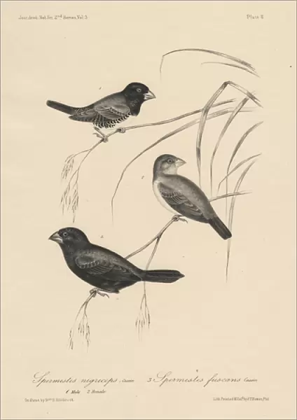 Spermestes Nigriceps (male and female) and Spermestes Fuscans, litho by J. T