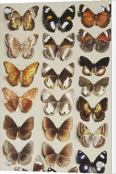 Twenty-two butterflies in three columns, all belonging to the family Nymphalidae