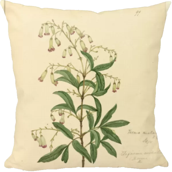 Page 99. Bignonia australis  /  Pandorea pandorana, c. 1803-06 (w  /  c, pen, ink and pencil)