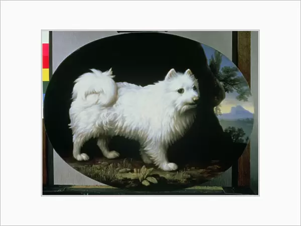 Portrait of Mrs. Frenchs White Lap-dog, 1782 (enamel on Wedgwood biscuit earthenware