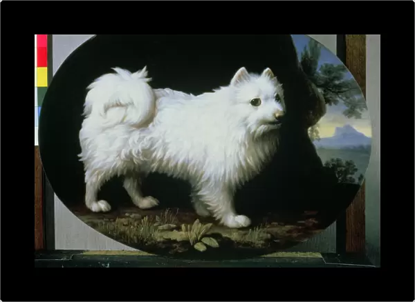 Portrait of Mrs. Frenchs White Lap-dog, 1782 (enamel on Wedgwood biscuit earthenware