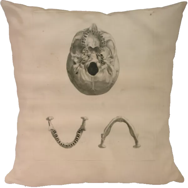 Albinus II, Pl. II, Skull, illustration from Tabulae ossium humanorum